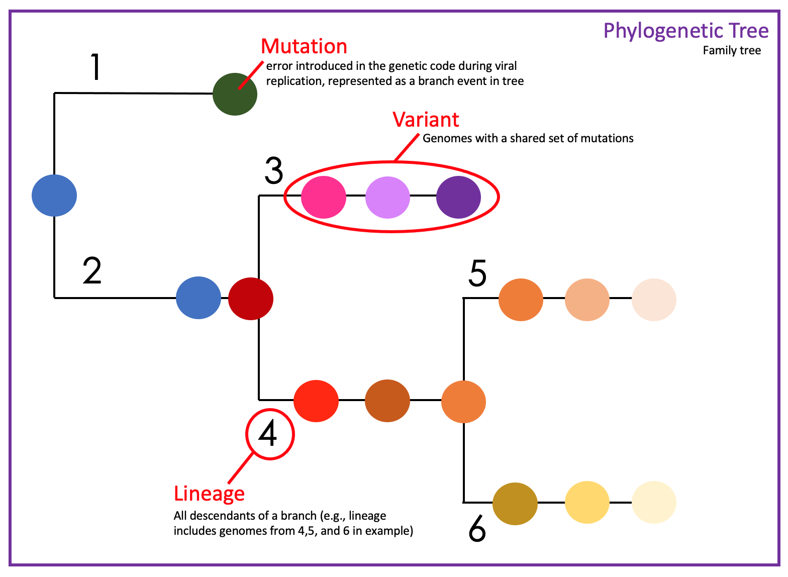 phylogenetic tree example